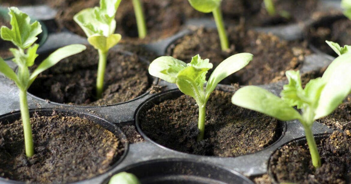 Give your plants the best start in life – The Irish News Give your plants the best start in life – The Irish News