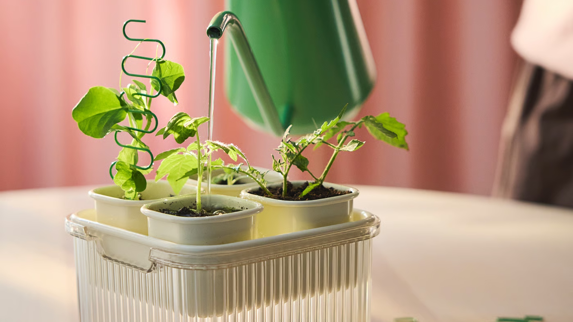 DOFTRIPS plant starter set being watered