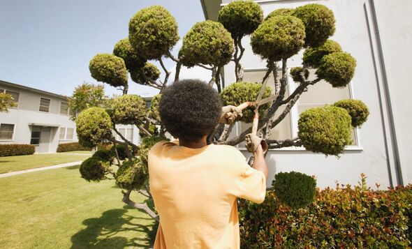 Topiary bushes Topiary bushes