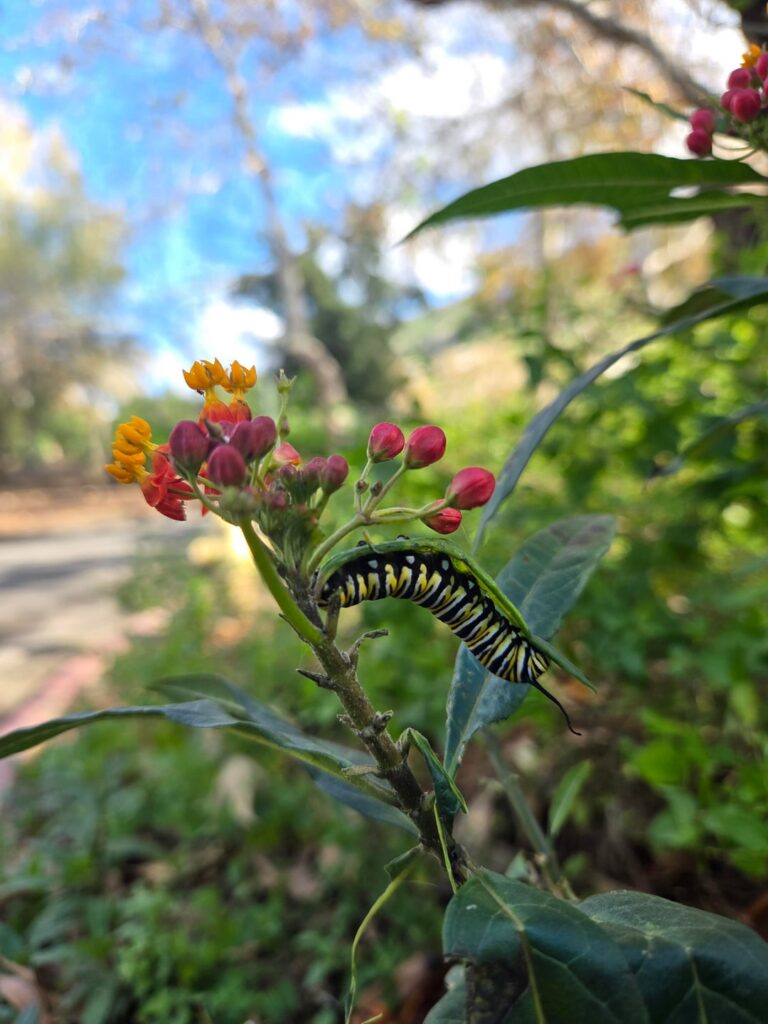 Took a trip to the park with my daughter , and this is what we found there's tons of them