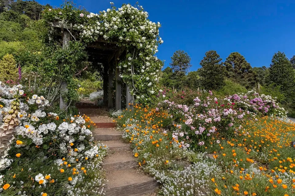 The Garden of Old Roses is a special spot at the University of California Berkeley Botanical Garden.