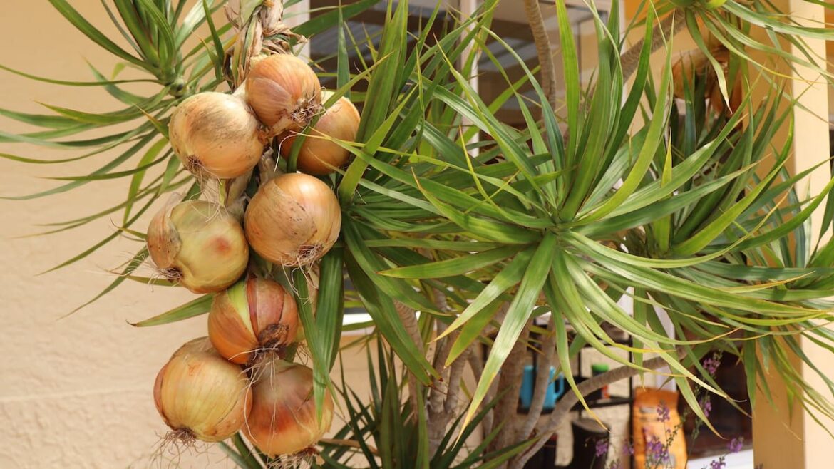 Kem Ormond’s vegetable garden: How to string up your onions