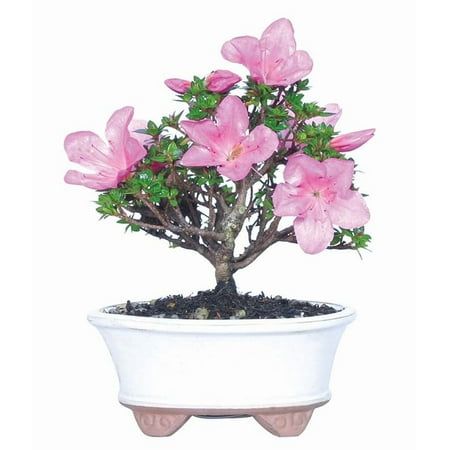 From You Flowers - Kazan Azalea Bonsai Plant for Birthday, Anniversary, Get Well, Congratulations, Thank You, All Occasions