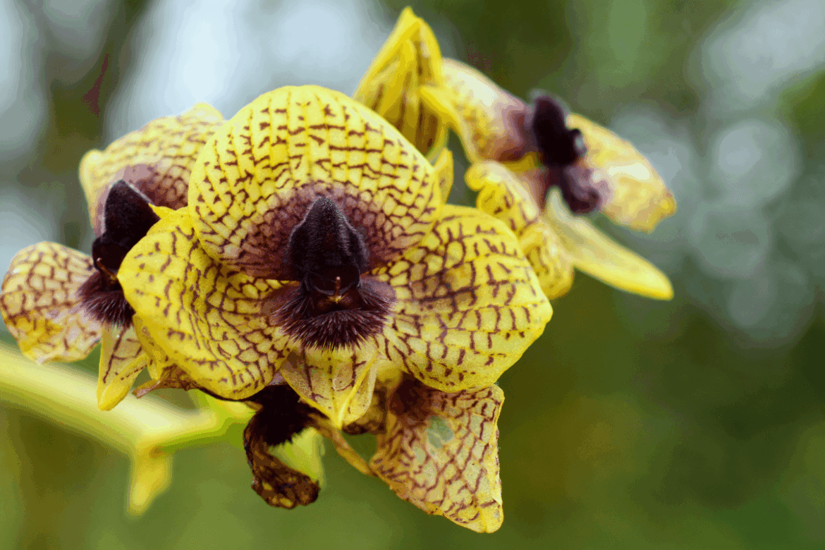 A zombie spider-killing fungus and a bloodstained orchid: Kew Gardens reveals the strangest plants new to science in 2025 Bloodstained Orchid