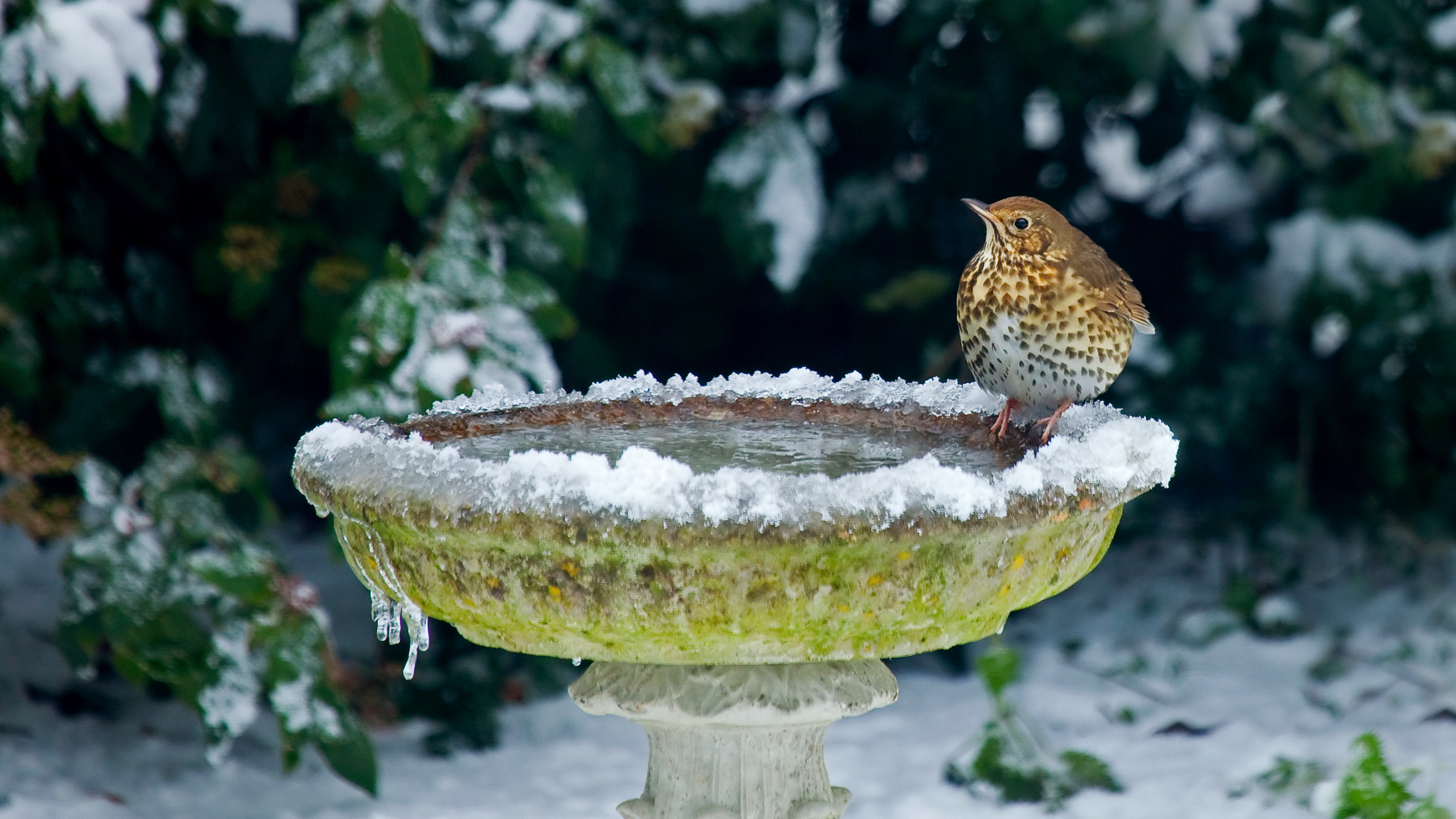 A frozen bird bath