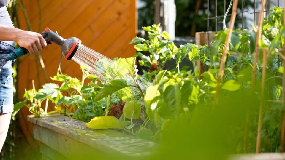 Urban gardening: Watering fresh vegetables and herbs on fruitful soil in the own garden, raised bed.