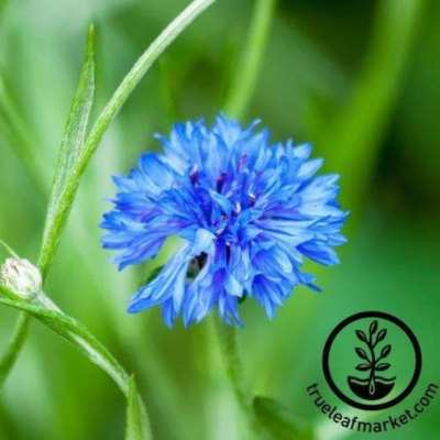 Flower Seeds - Bachelor Buttons