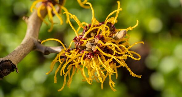 Witch hazel Witch hazel