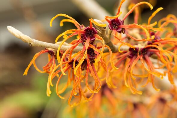 Orange Witch Hazel Flowers in Winter