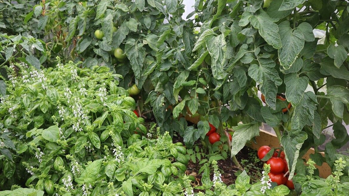 Kem Ormond’s vegetable garden: Improve tired soil for bigger summer harvests Kem Ormond’s vegetable garden: Improve tired soil for bigger summer harvests