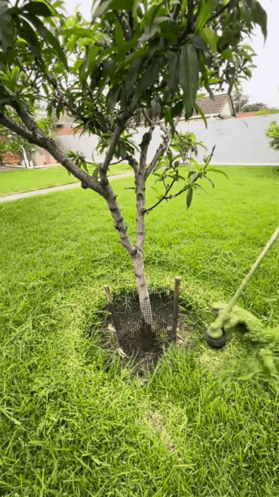 back at that lawn again