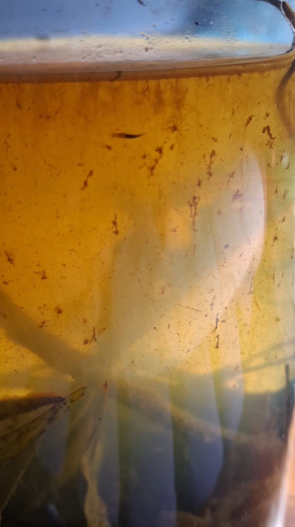 Any idea what's this worm looking thing ?
