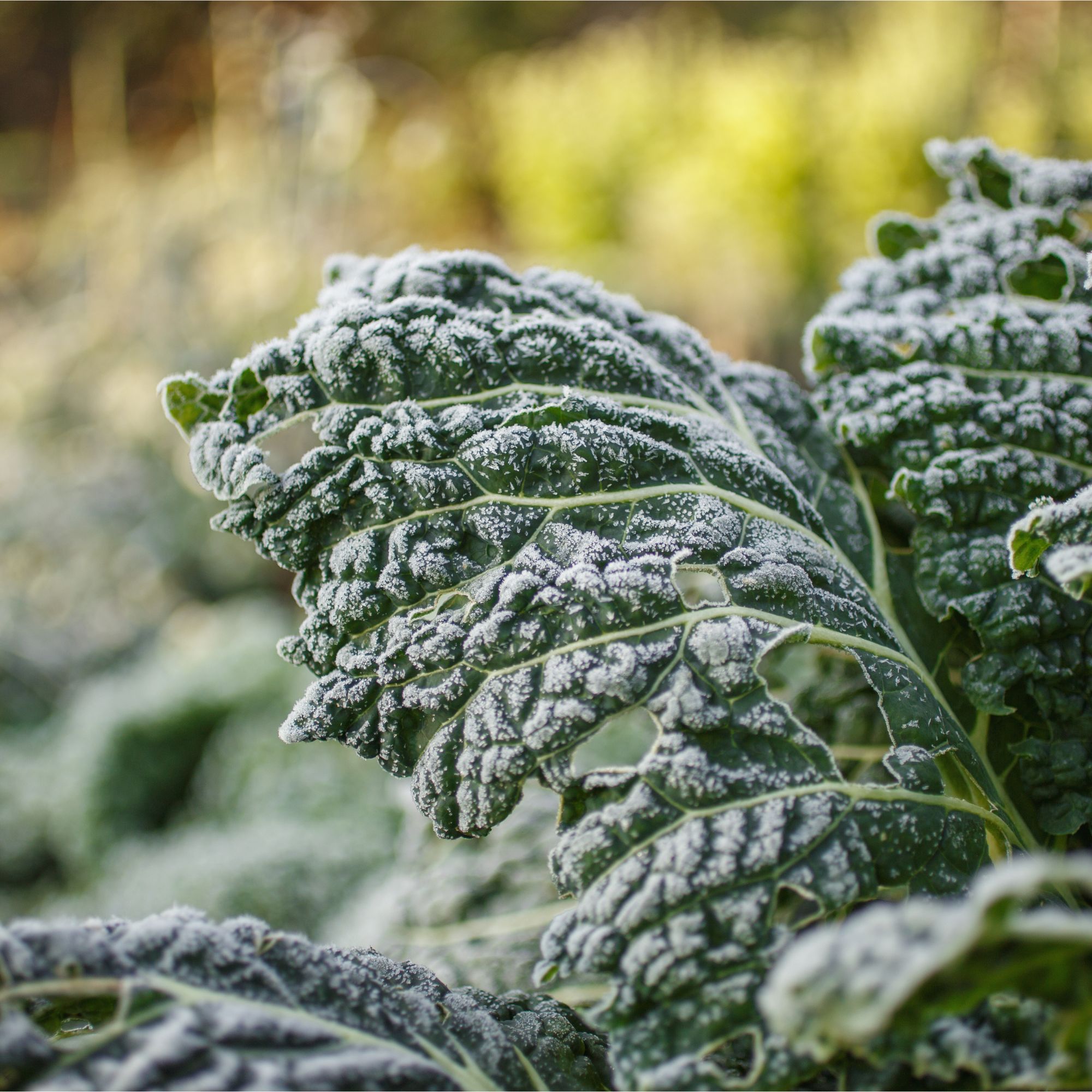 Cabbage leaves covered in frost