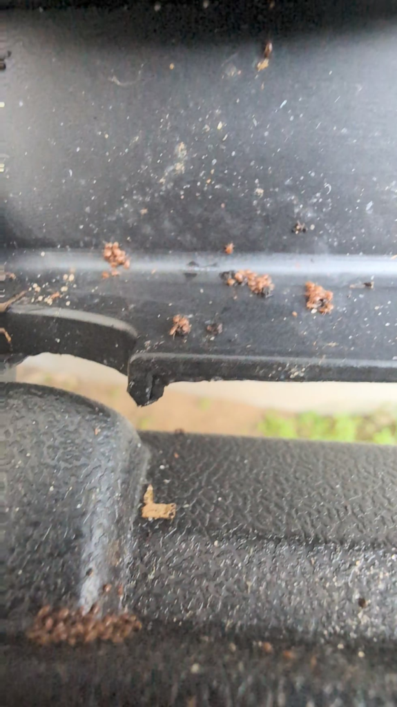 Need help IDing these guys! Need help IDing these guys!