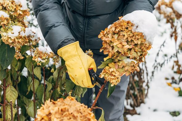 A gardener wearing gloves trims wilted hydrangea flowers in winter