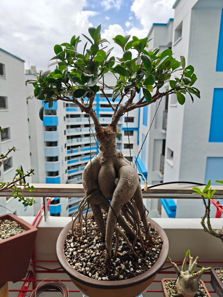 Ficus ginseng neagari style Ficus ginseng neagari style