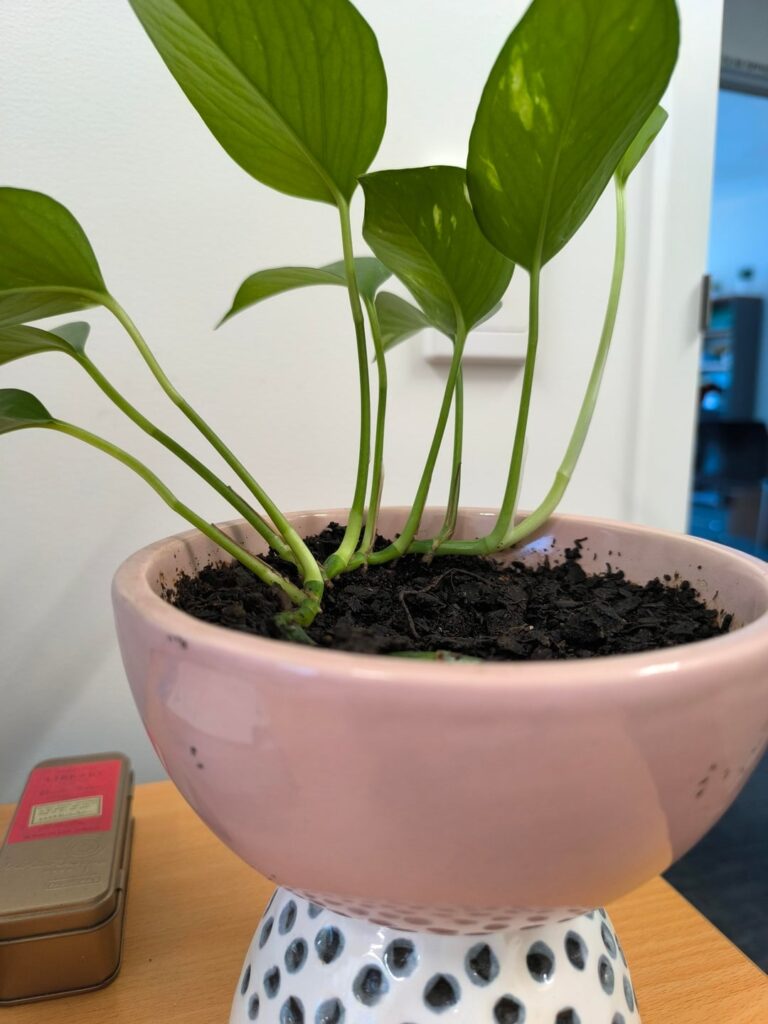 Cool plant found in Medical Centre