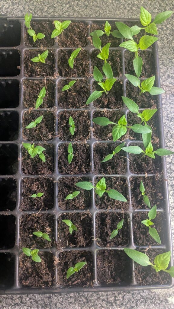 Growing quick only sow these 2 weeks ago, bell pepper right, Caroline reapers left, they are saved seed from last year Growing quick only sow these 2 weeks ago, bell pepper right, Caroline reapers left, they are saved seed from last year