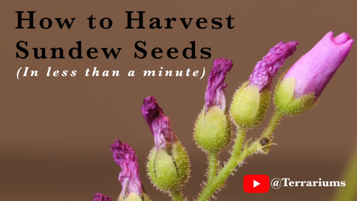 I made this quick guide for harvesting Sundew seeds. Enjoy!