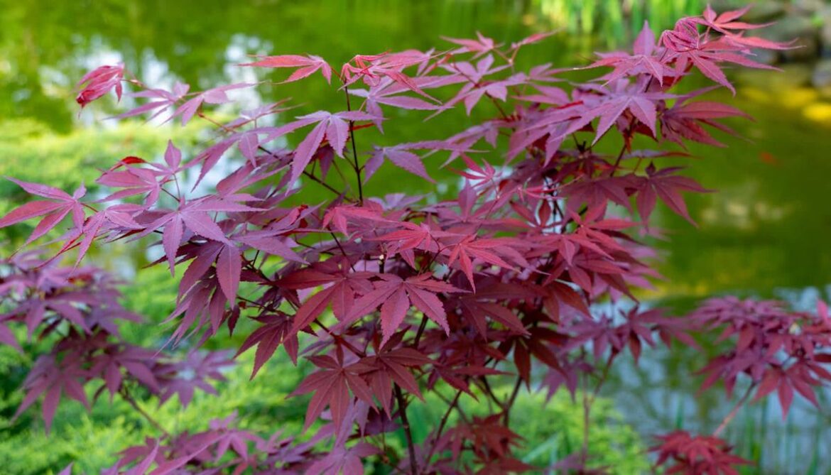 ‘What a beautiful blend of colors’ 'What a beautiful blend of colors'