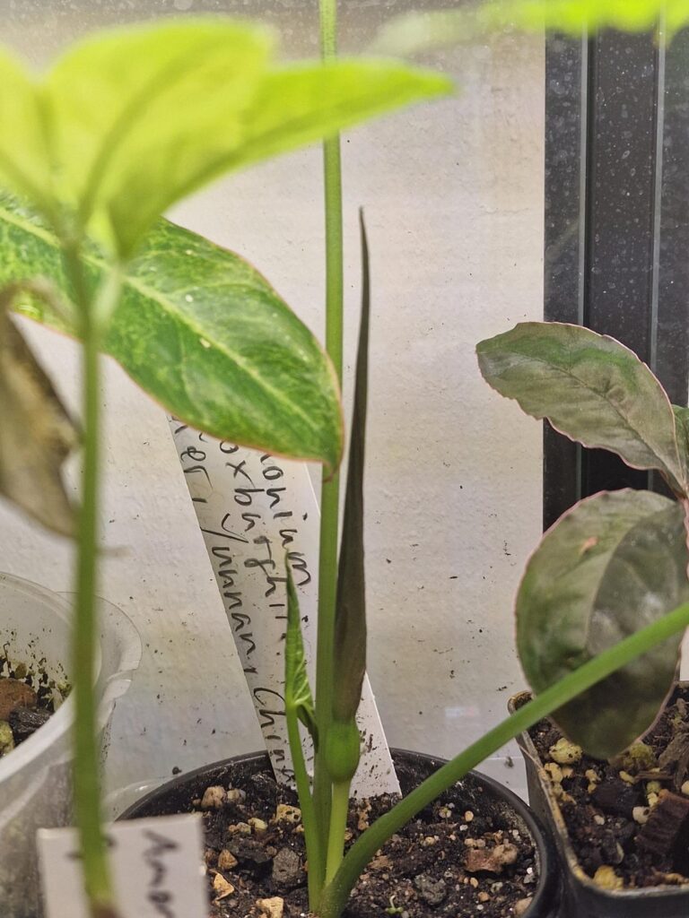 Typhonium Roxburghii first bloom timelapse