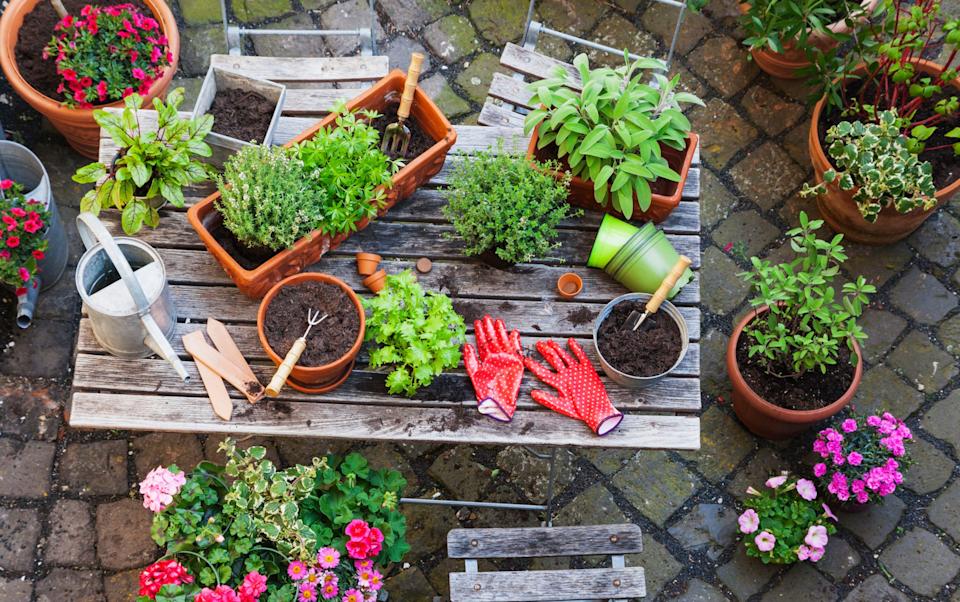 Pots can be used everywhere from in a garden to on a windowsill