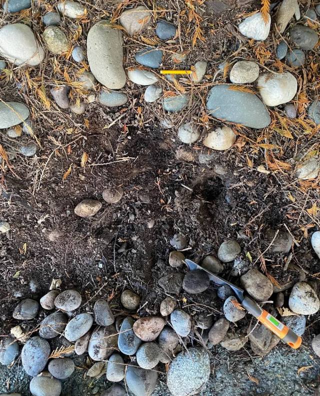One gardener learned a tough lesson after using landscape fabric around their trees.