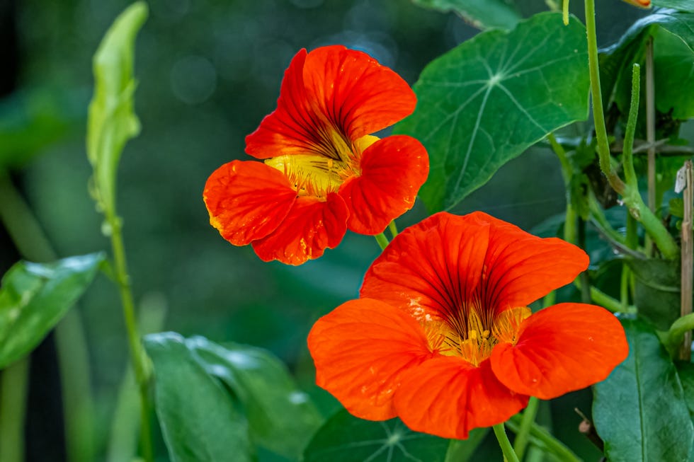 best places to buy seeds online