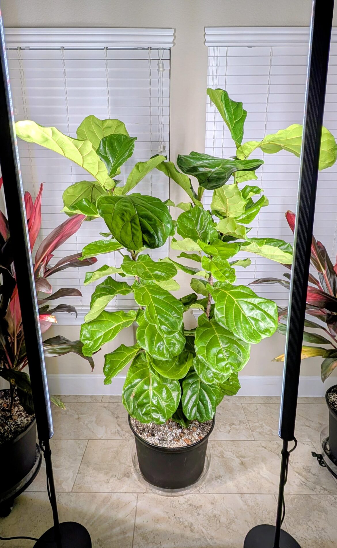 Barrina TS1 for the win!