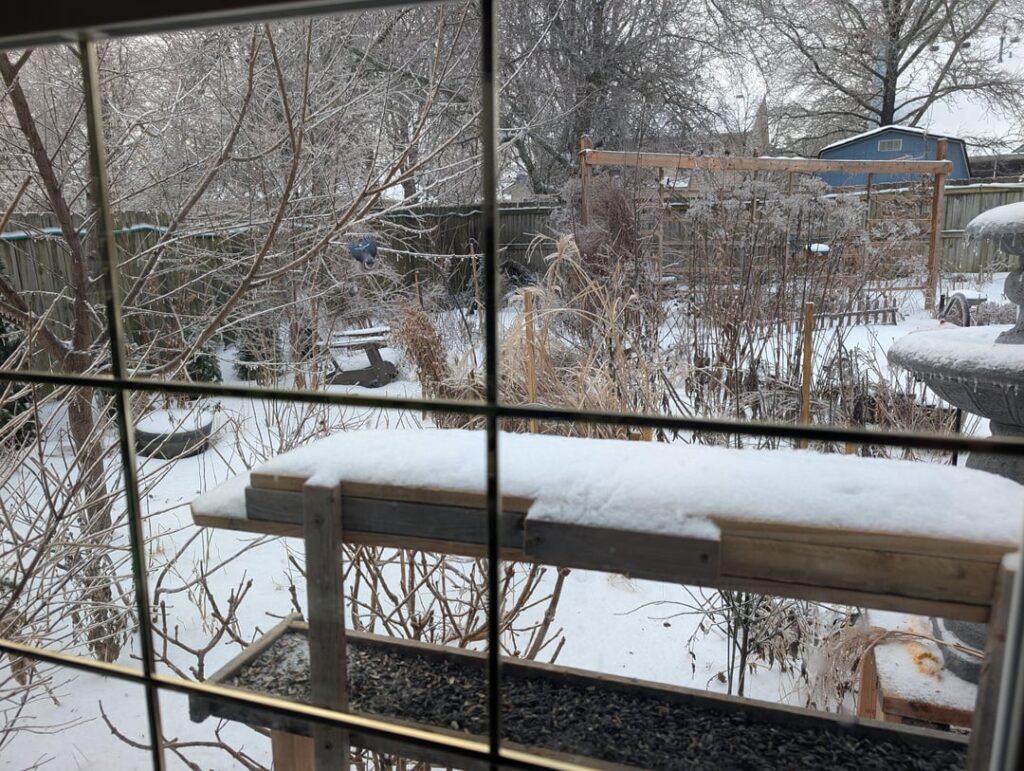 My Winter Native Garden & Visitors