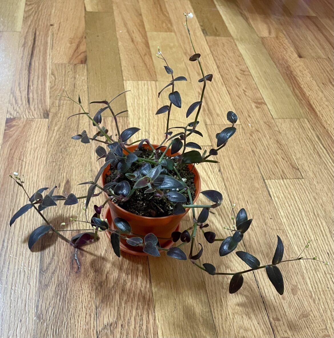 Can you prop cuttings that are blooming?