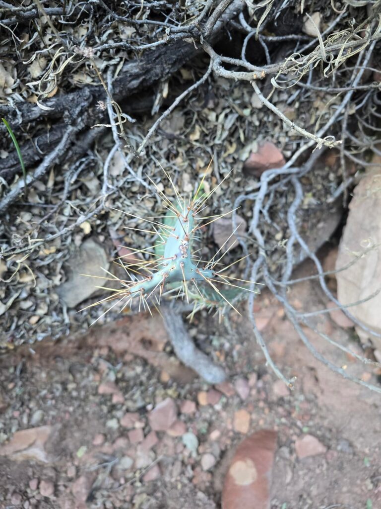 Y'all ever seen Opuntia do this?