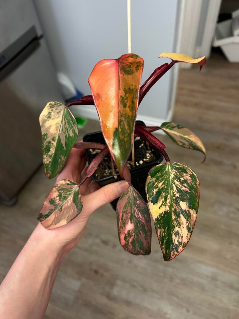 How much would this philodendron strawberry shake cost in Canada ?