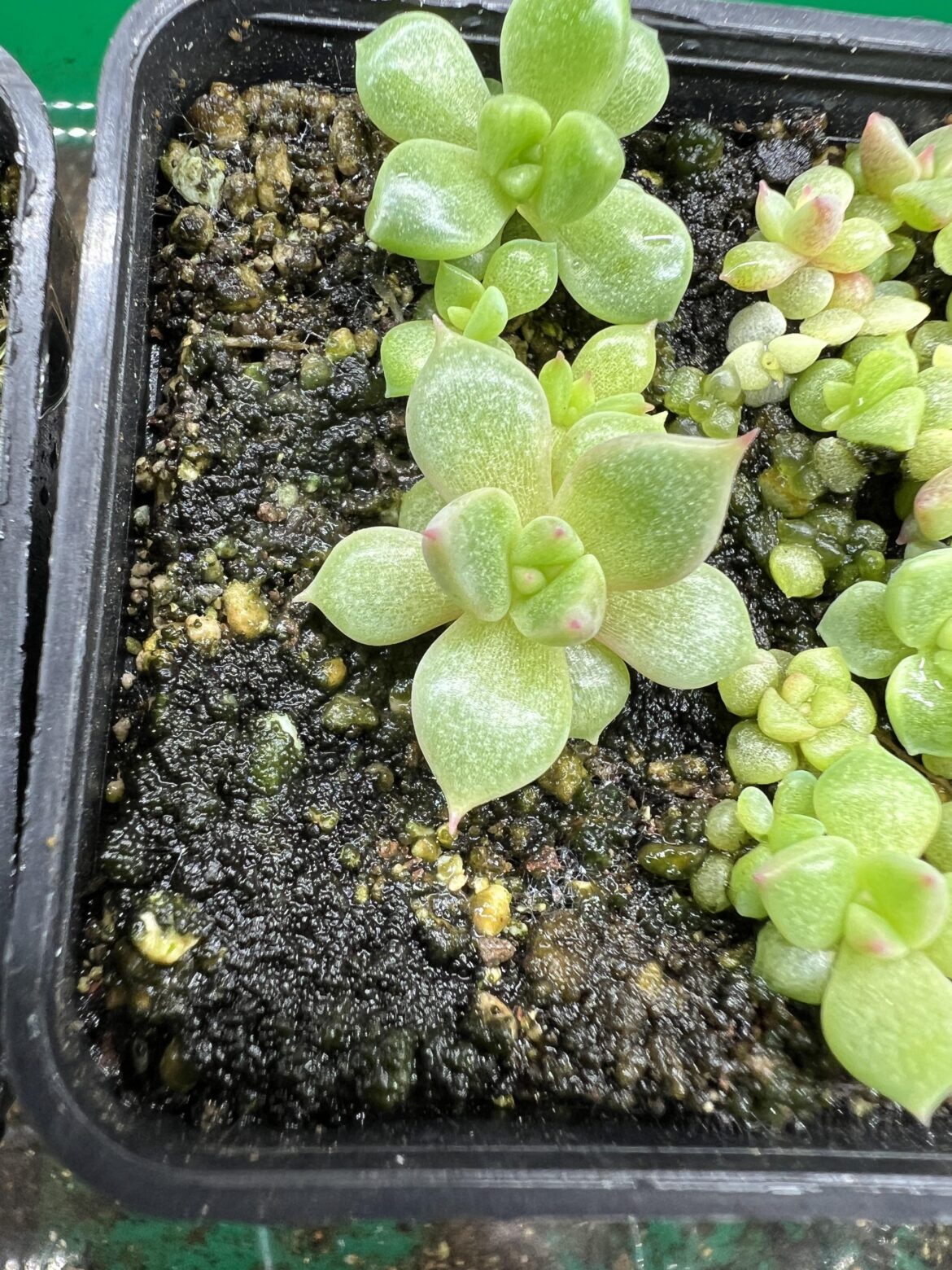 I can already see the purpusorum pattern in these complex hybrid seedlings I can already see the purpusorum pattern in these complex hybrid seedlings