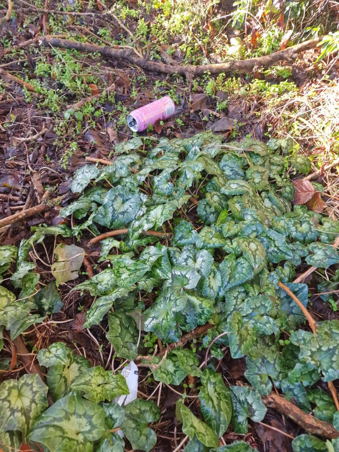 Beautiful Leicestershire footpath plant