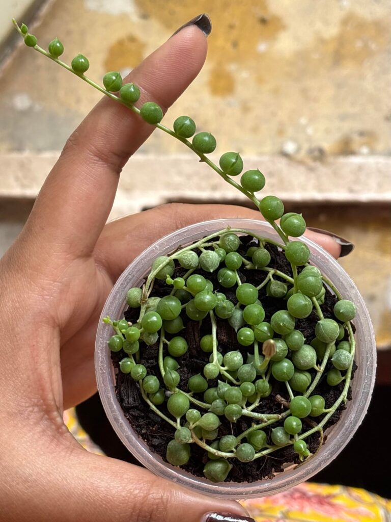 my 2 month old SOP prop already has a bud!😭❤️