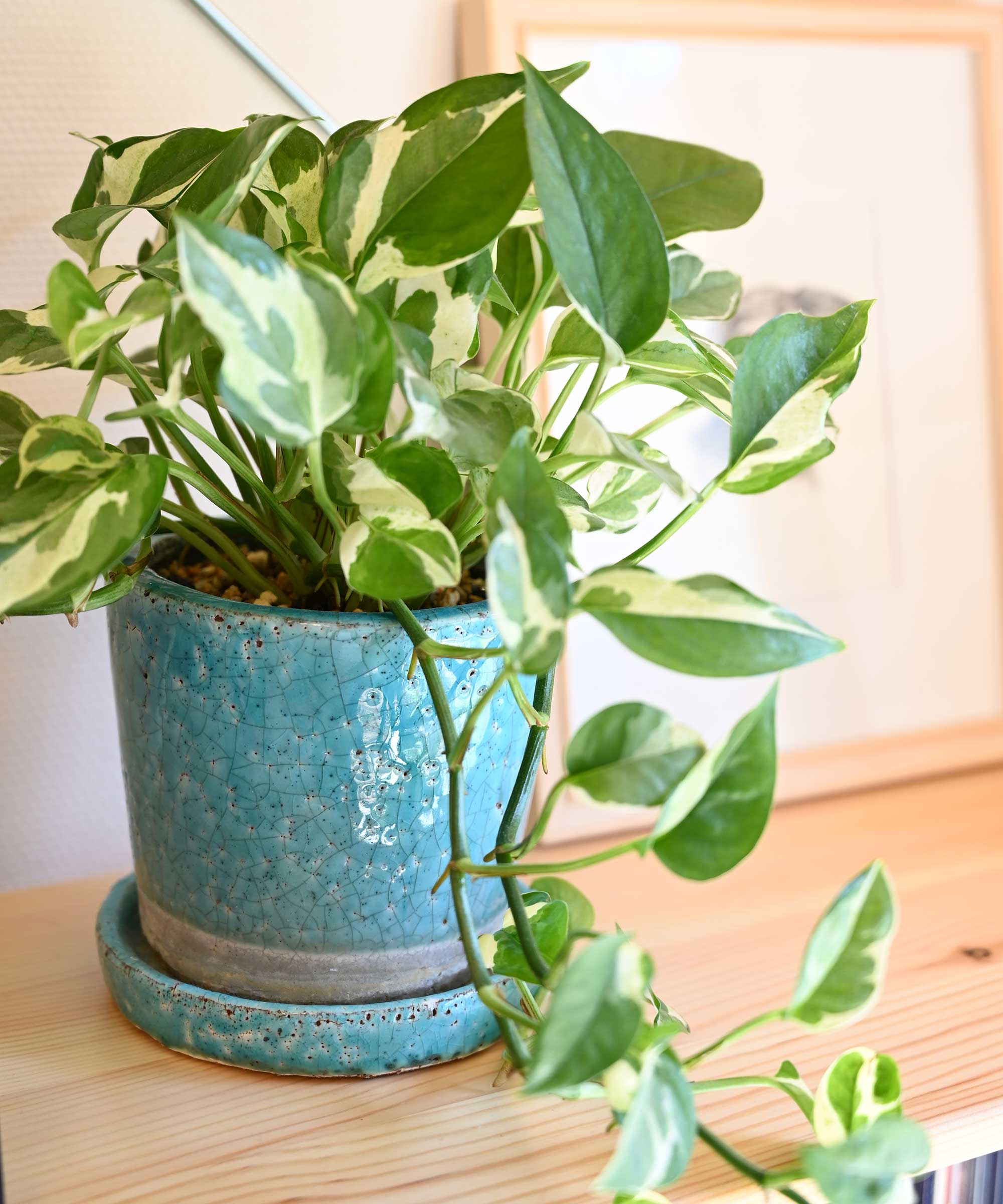 pothos in blue pot