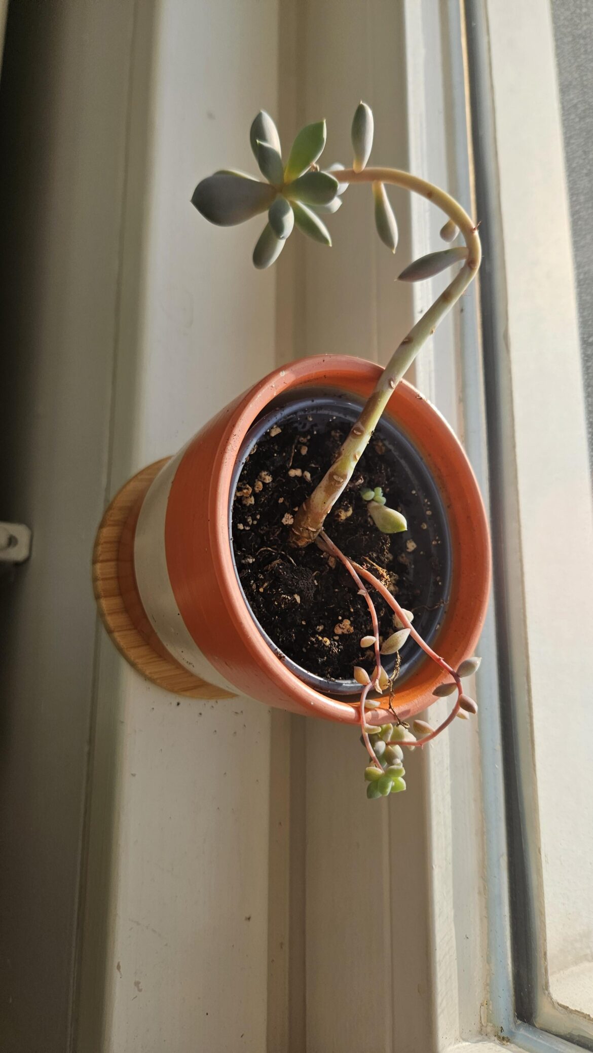What should I do with this succulent?