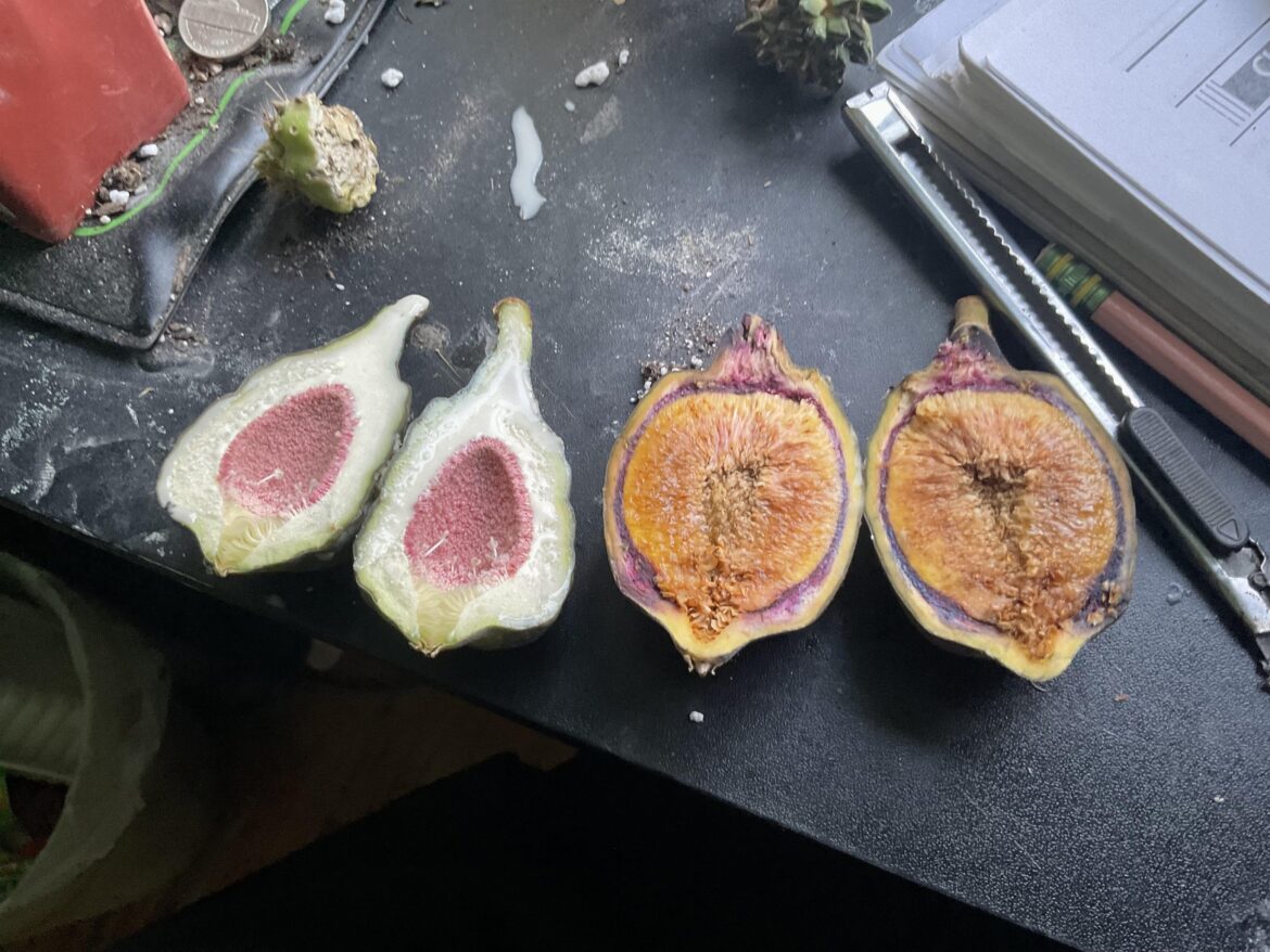 I found potential fertilized Ficus pumila fruit on a plant in Northern California.