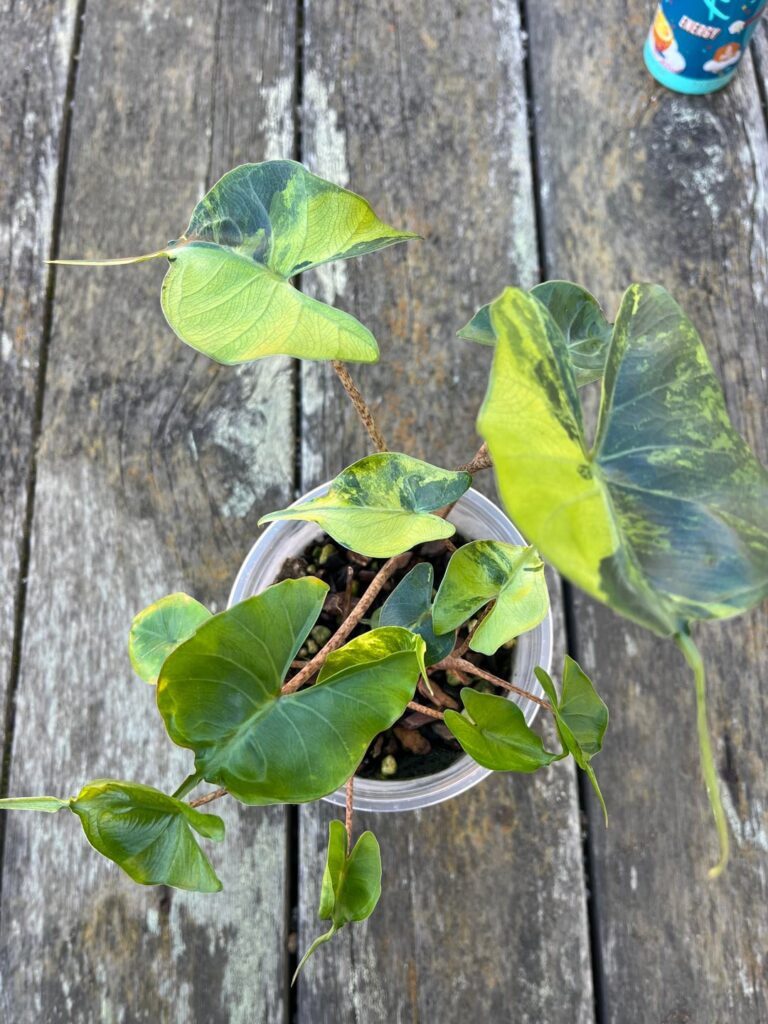 Thank god I decided to separate these today