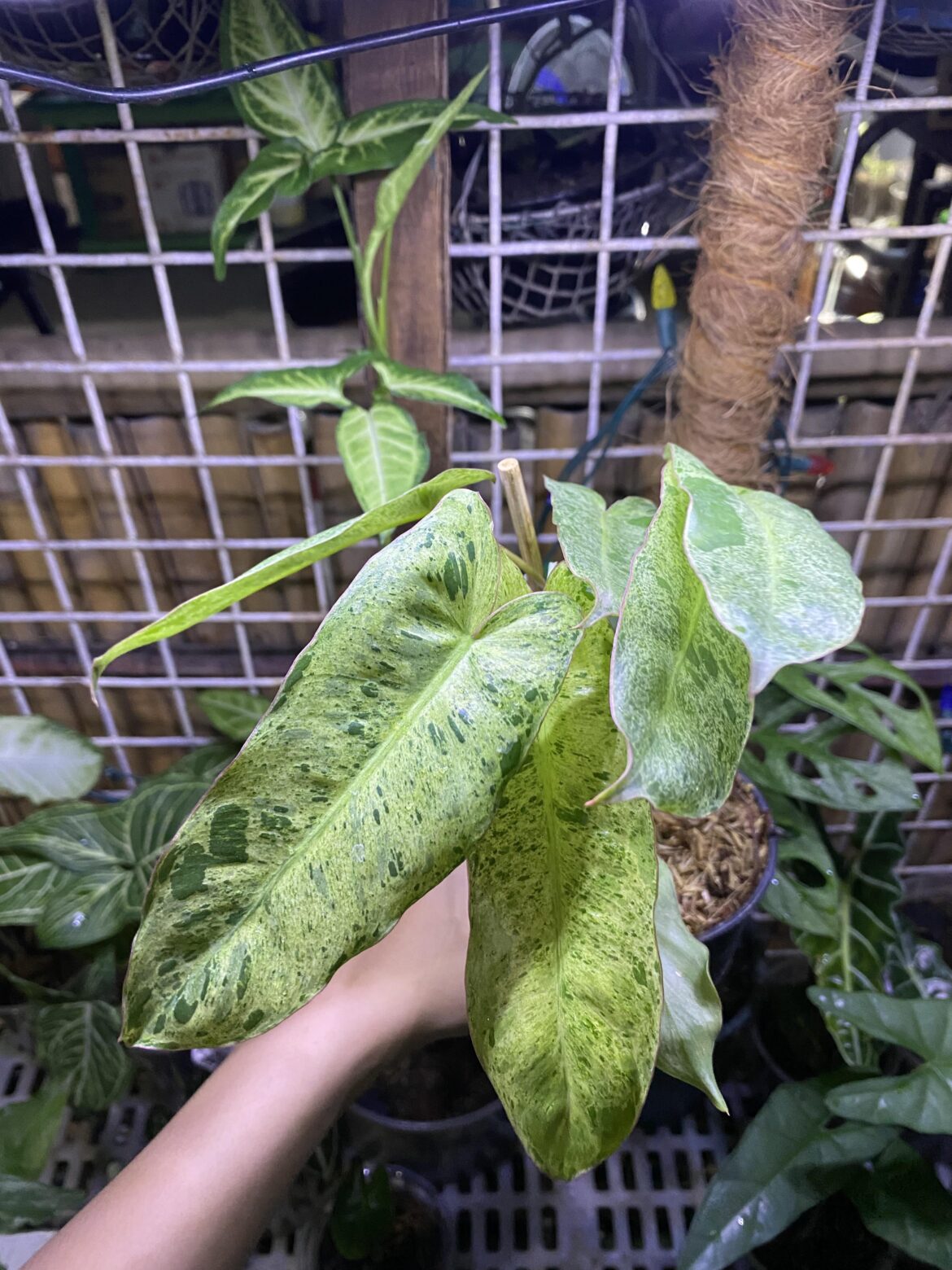 Got this cutting of Philodendron ‘Paraiso verde’ for free