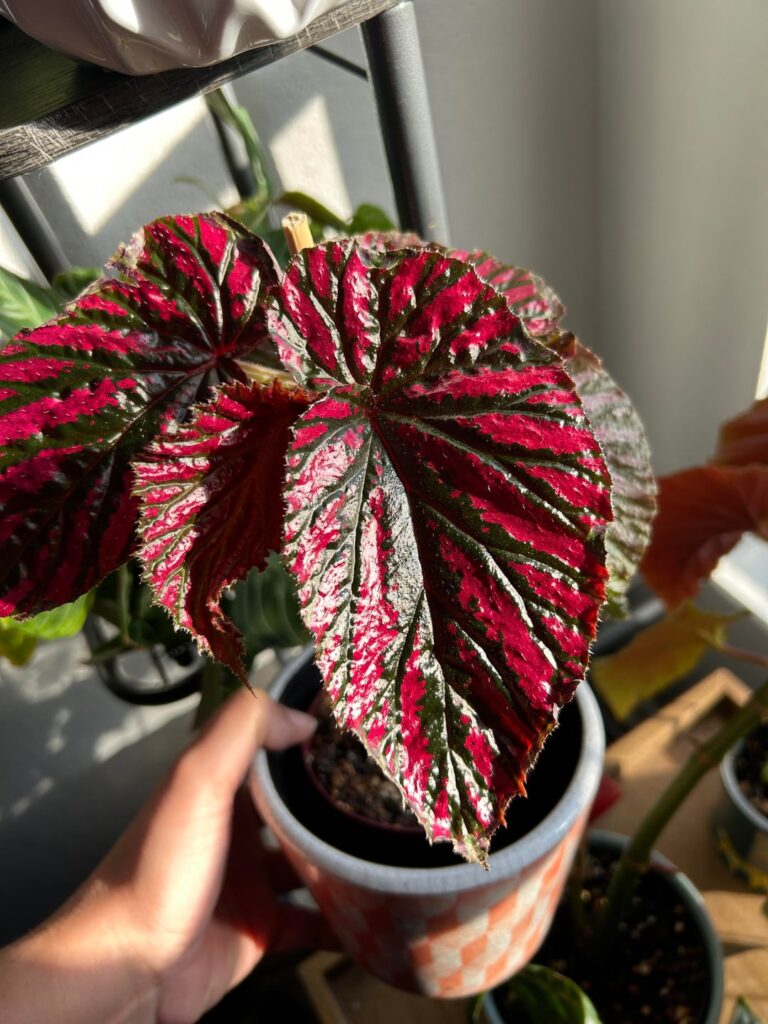 Begonia Brevirimosa 😁