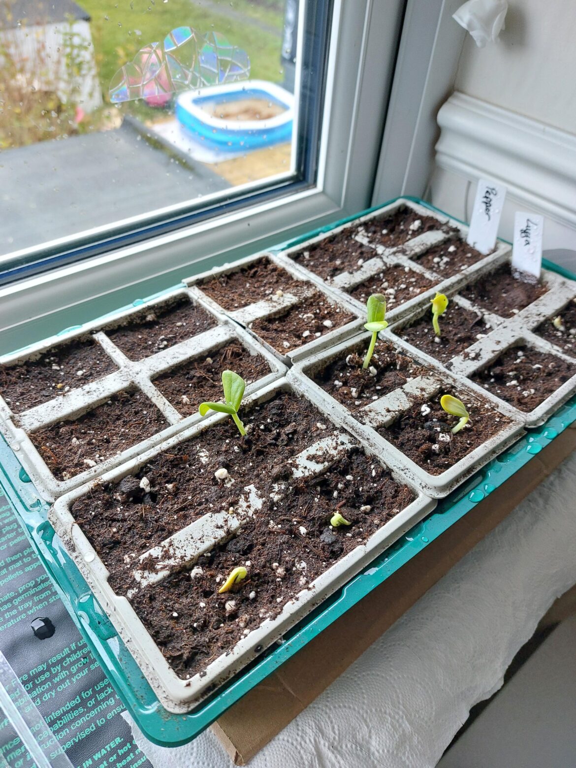 Has anyone tried/managed to grow loofahs/luffas?