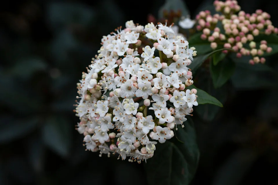 Viburnum carlesii 'Diana' (Alamy/PA)