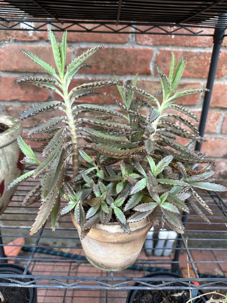 Mother of Millions get a bad rap