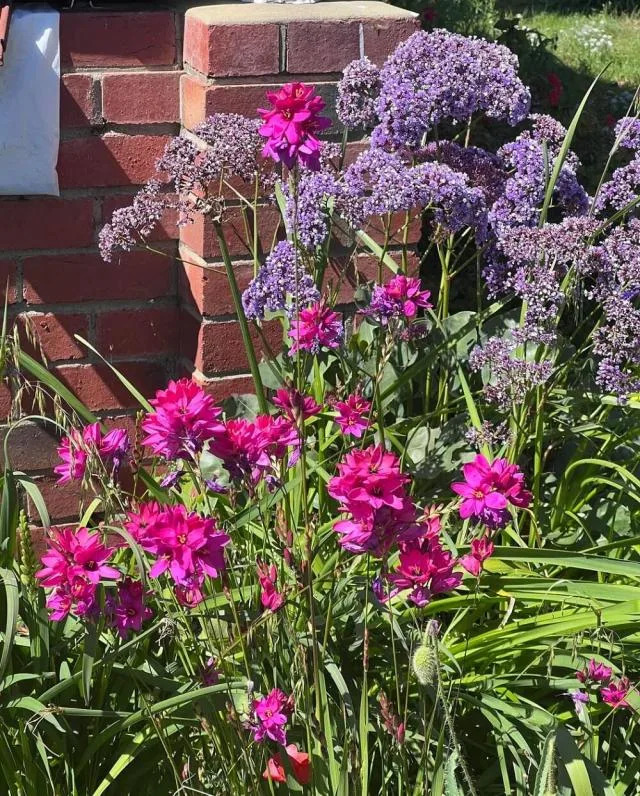 This Reddit post showed a 97-year-old's stunning garden, and people were stunned by the beautiful photos shared.