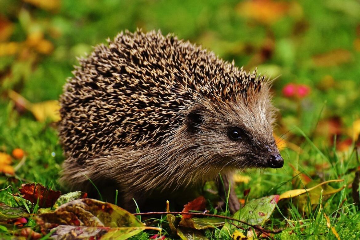 How to care for hedgehogs – the gardener’s friend How to care for hedgehogs - the gardener's friend