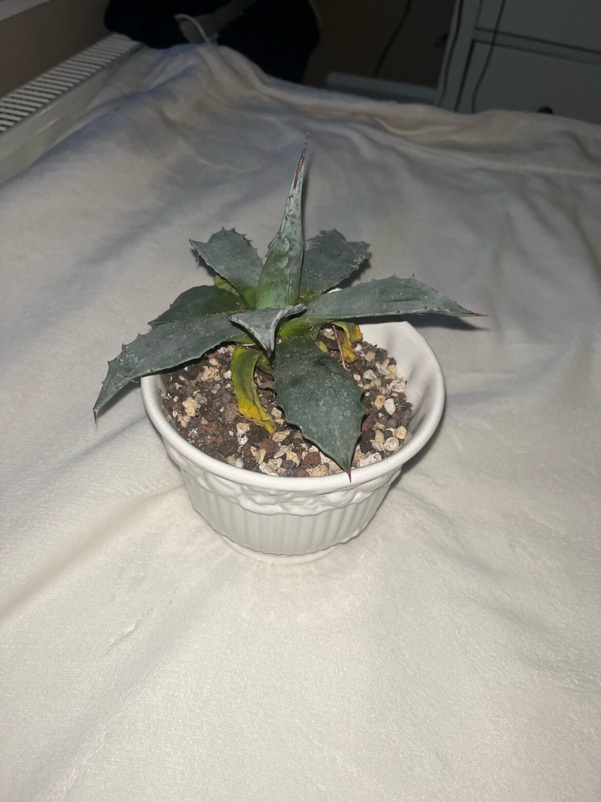 What happened to my agave?