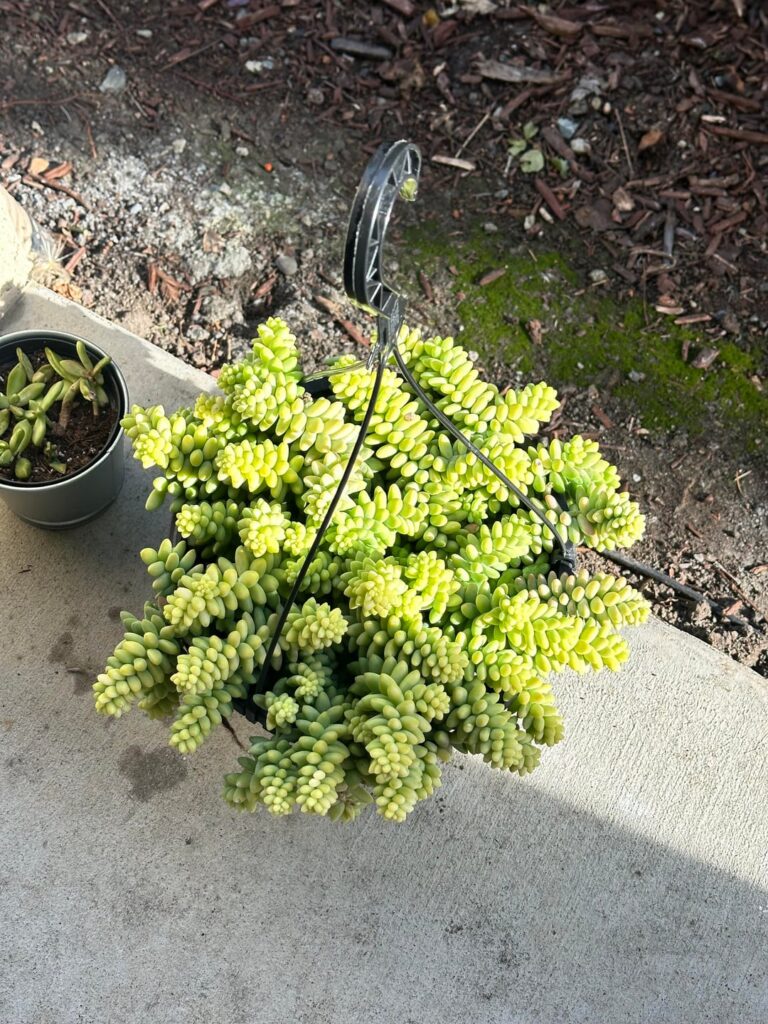 Chubbiest Burro’s tail from Home Depot