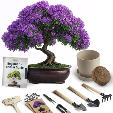 Bonsai Starter Kit &ndash; Growing Jacaranda Bonzai Tree | Complete Indoor Tree Kit for Growing Plants With Tools &amp; Planter &ndash; Gardening Gifts for Mother, Women &amp; Men